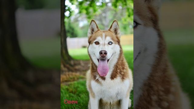 зз Овен Дева и Телец Рыб забыла смотреть онлайн