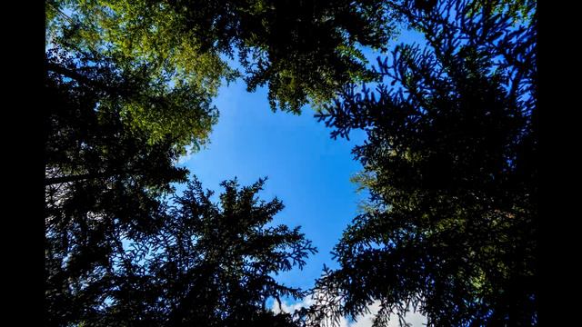 Лесные облака смотреть онлайн