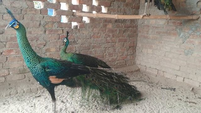 Green java peacock смотреть онлайн