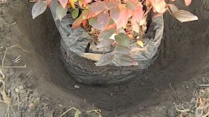 Спасаем Голубику после Бюджетной посадки / как спасти голубику / как спасти засыхающую голубику
