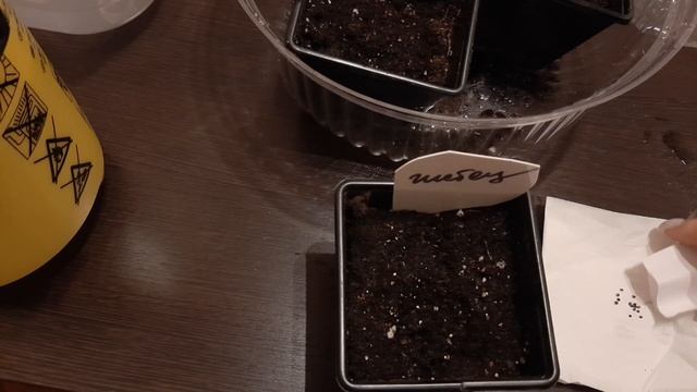 Посев многолетников и эустомы смотреть онлайн