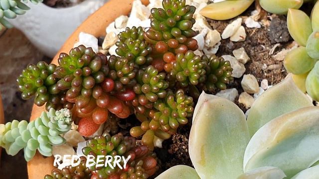 TOUR Com + De 50 IDENTIFICAÇÕES DE SUCULENTAS Pelo Garden SUCULOVES