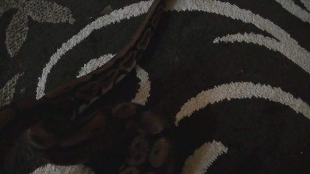 Possibly Gravid Ball Python For Sale!!! смотреть онлайн
