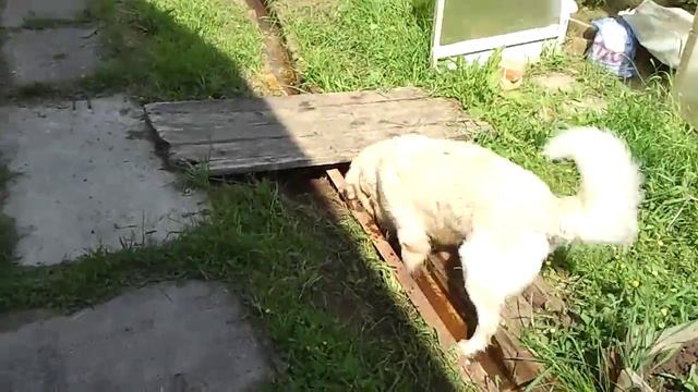 Собака пьет воду / Dog is drinking a water смотреть онлайн