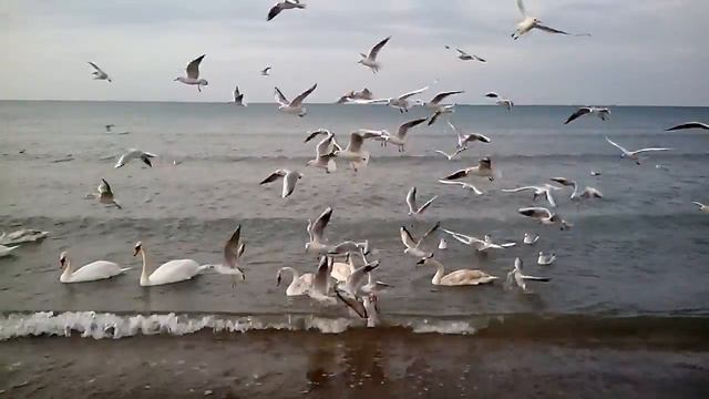 Чайки гопники. смотреть онлайн