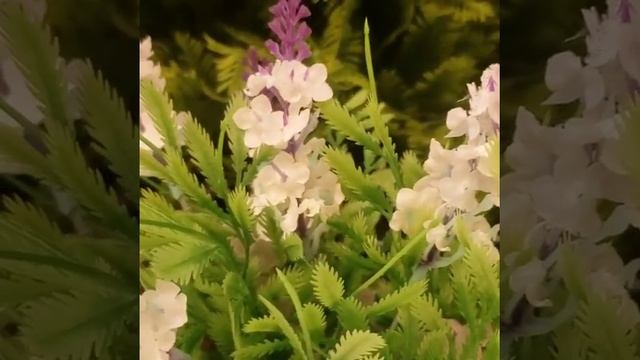 Composição de arranjo de lavanda branca com vaso de cimento смотреть онлайн