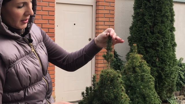 Ель КОНИКА. Канадская ель. Основной уход. Подготовка к зиме. смотреть онлайн