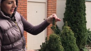 Ель КОНИКА. Канадская ель. Основной уход. Подготовка к зиме.