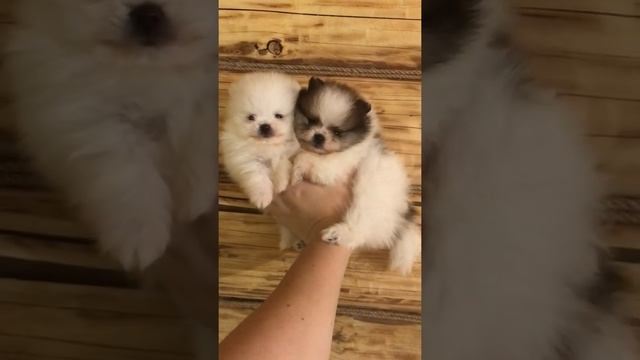 Два братика. Шпицы пати колор смотреть онлайн