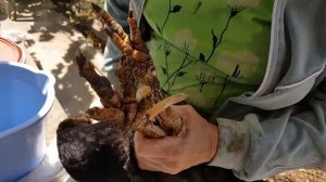 Наросты на ногах у петуха. Лечение. Солнечная жизнь в деревне