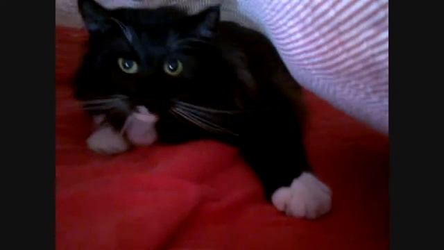 Spock, the NFO - Mole Cat смотреть онлайн