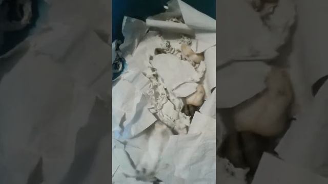 Хомячки джунгарские размножение дома смотреть онлайн