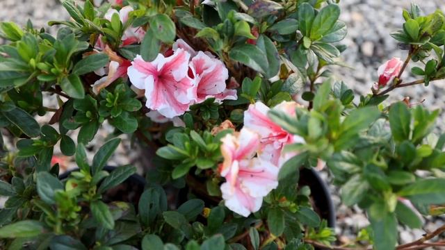 All about Encore Azaleas смотреть онлайн
