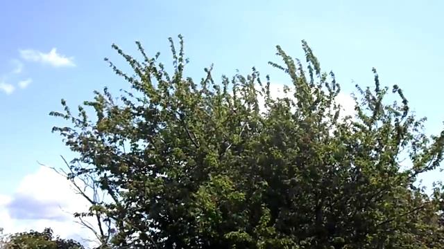 Samsung PL120 camera 720p 30fps test video смотреть онлайн