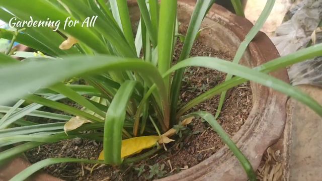 Amazing Flowering and Fragrance from Tuberose / Rajanigandha and related care ( with result ) смотреть онлайн