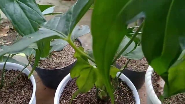 Alokasia Black Jack смотреть онлайн