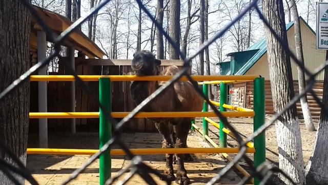 Парк лесоводов Башкирии. Осваиваем квадроцикл. смотреть онлайн