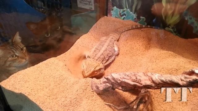 Кот и ящерица. Приколы с котами. Подборка. Смешные коты, кошки, котята. Cat and lizard. смотреть онлайн
