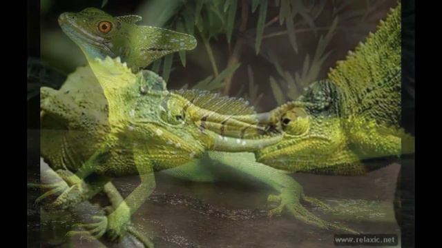 Ящерицы смотреть онлайн