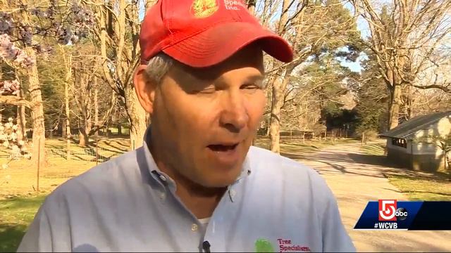 Pesky tree killer about to be wiped out in Massachusetts смотреть онлайн