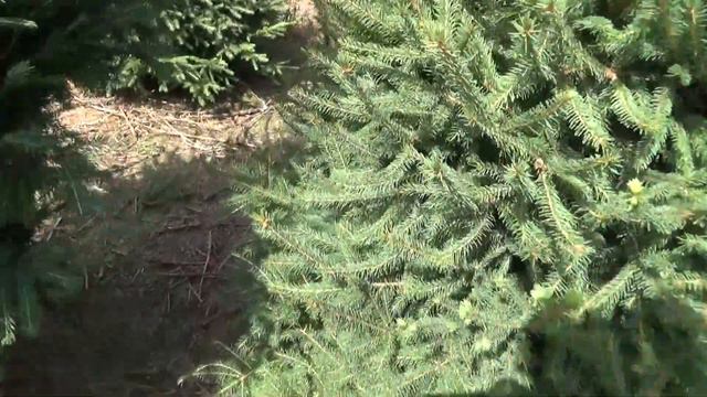 27121 Ель Стриженая срезанная смотреть онлайн