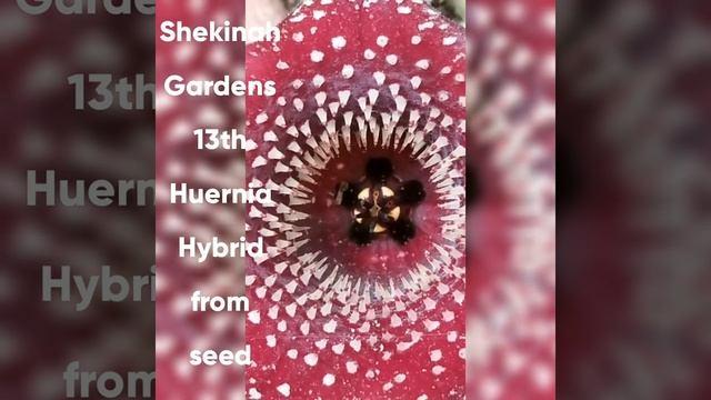 Huernia Hybrid from seed смотреть онлайн