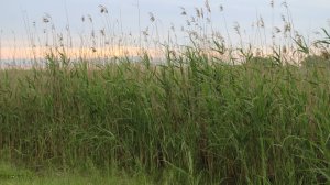 Голоса мая. Музыка тростника. Жабы поют и лягушки, дроздовка, сверчки