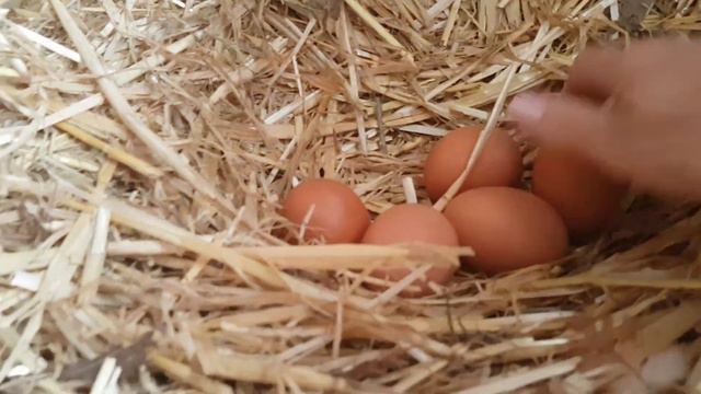 Что в саду в конце июня...размножение гортензий и лаванды🤩👍 смотреть онлайн