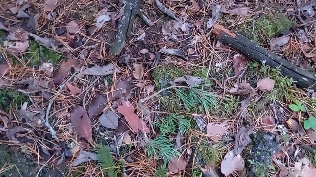 Грибы Мышата - Рядовки Серые Земляные. Лес Козьи Горы, Березки. смотреть онлайн