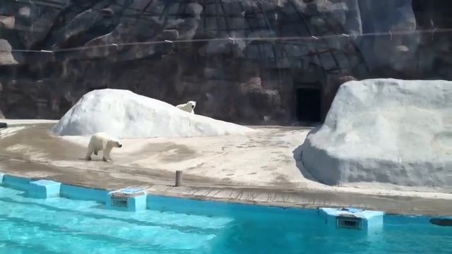 Ижевский зоопарк смотреть онлайн