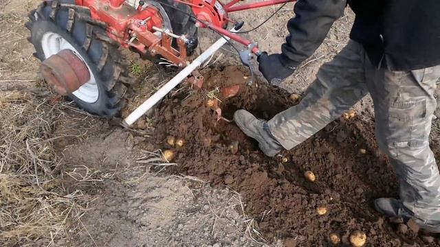 Выкапываем картошку окучником (немного прошлого сезона )