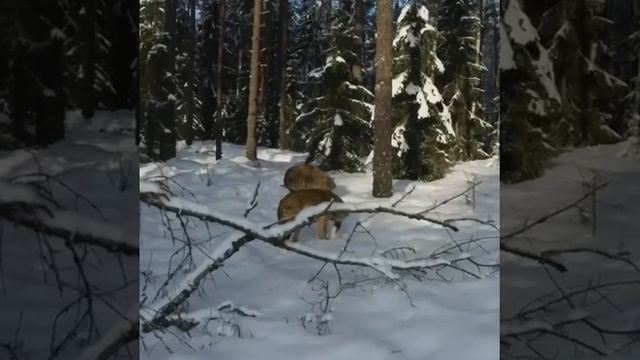 Волки поймали и разорвали зайца смотреть онлайн