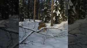 Волки поймали и разорвали зайца