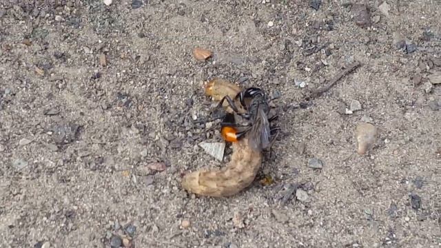 Земляная оса убивает гусиницу .Оса дерется за еду