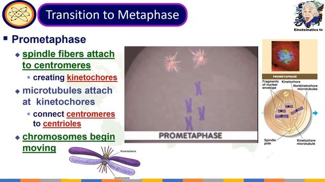Cell Division : Mitosis and Meiosis, Grade 8 Science Quarter 4 Module 2 смотреть онлайн