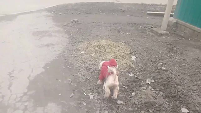 Прогулка с йорком/чистим зубы и протираем глазки йоркширскому терьеру🐶#йорк #украина #влог #гуляем смотреть онлайн