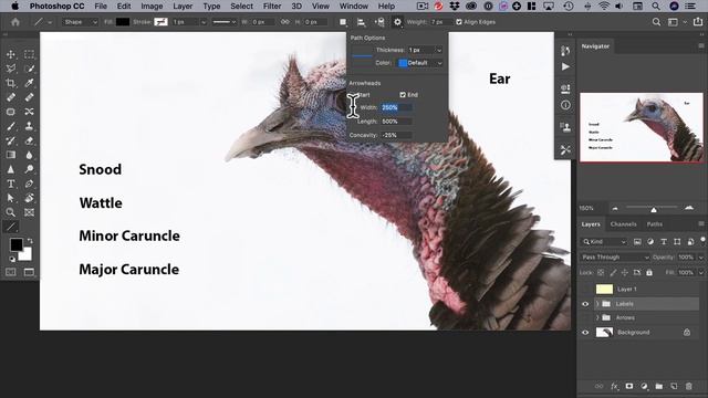 PhotoShop 2019 Arrows смотреть онлайн