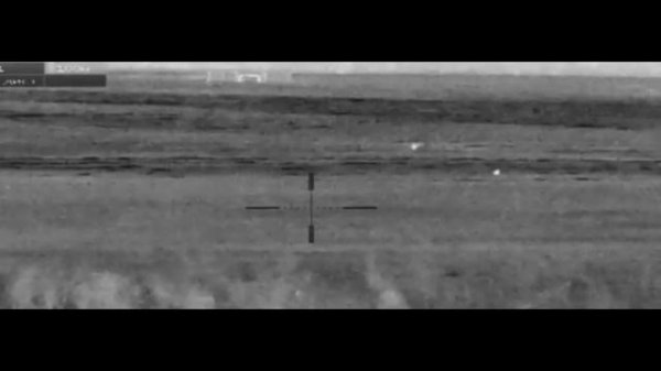 Тепловизор. DEDAL VENATOR. Зайцы устроили загонную охоту на лису.