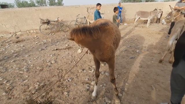 Молбозори Дустй Ҷиликул Нархи Буқа Калон Майда Ёш 3 мая 2021 г. смотреть онлайн