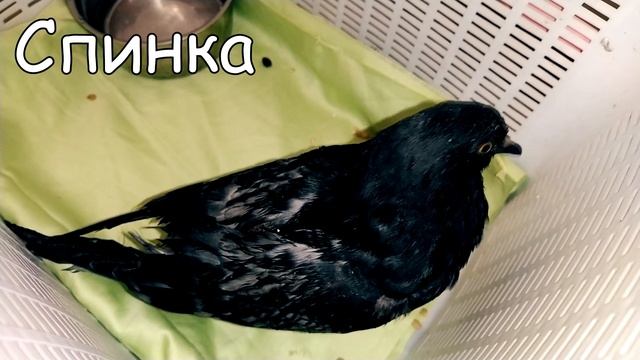 Сколько у нас кабачков. КРАТКО смотреть онлайн