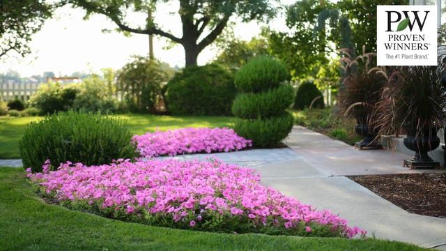 Order Supertunia® Vistas From Proven Winners® For Your Containers Or Landscaping