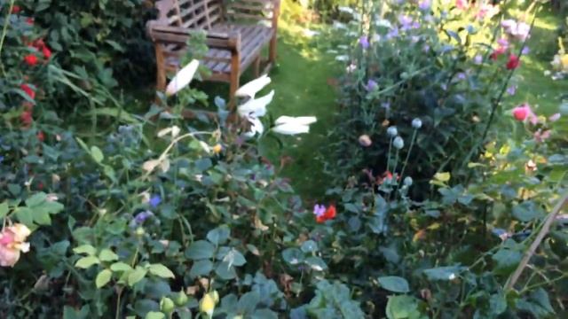 Jude the Obscure David Austin Rose Shrub | Plus a year old cutting up-date смотреть онлайн