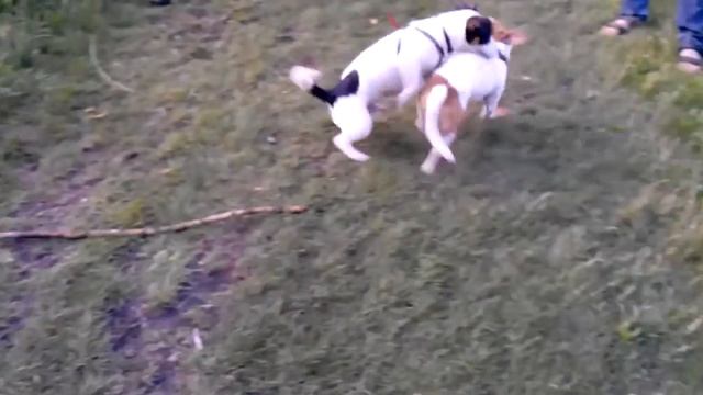 Джеки расселы ,черный мой!!! смотреть онлайн