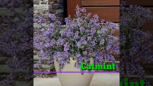 83 Purple Flower Houseplants | Purple Flowering Plants and Identification | Plant and Planting смотреть онлайн