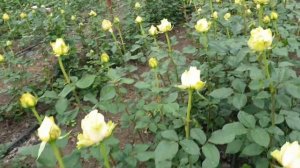 Чайно-гибридная роза Гравити