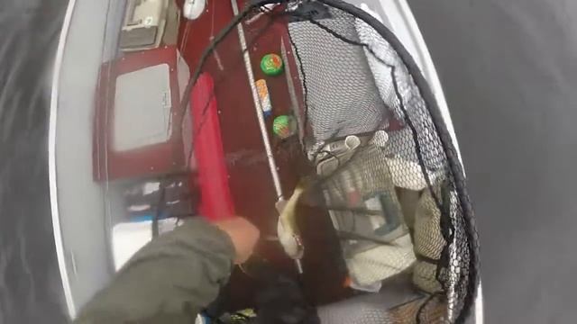 061516 LOTW Ken another 16in walleye on homemade spinner смотреть онлайн