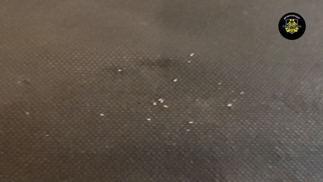 Как выглядят яйца постельных клопов. #клопы #яйца#дезинсекциякрасноярск смотреть онлайн