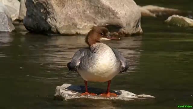 Большой крохаль (утка) - Common merganser смотреть онлайн