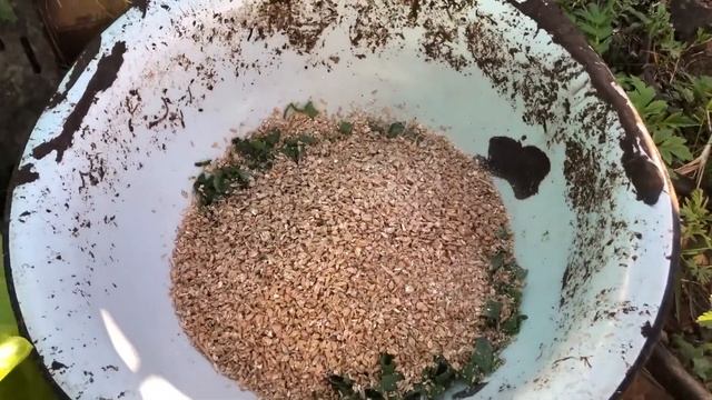 Как правильно кормить кур, что бы каждая несла по яйцу в день| Как превратить ЛУК в ЯЙЦО смотреть онлайн