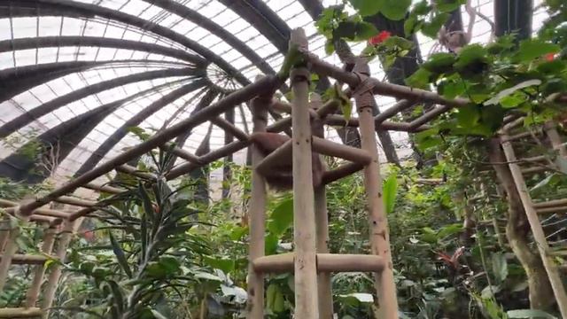 ไปดูสลอธตัวเป็นๆครั้งแรกที่คอสตาริกาเมืองแห่งสลอธ@JahdaThaiChannel смотреть онлайн